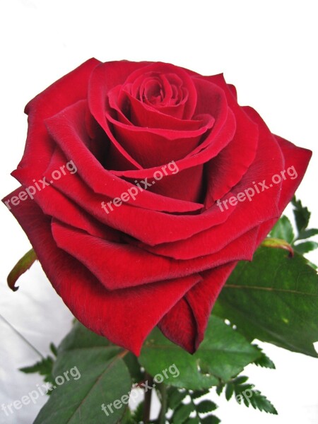 Baccarat Rose The Love Flower Rose Petals Love Symbol