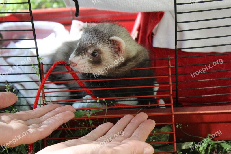 Ferret Animal Cage Free Photos