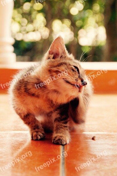 Cat Kitten Cat Baby Cute Pet