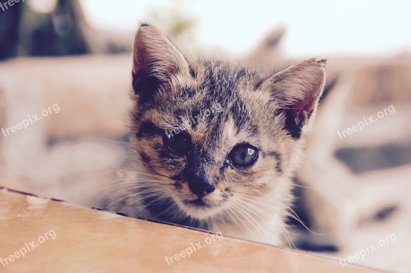 Cat Kitten Cat Baby Cute Pet