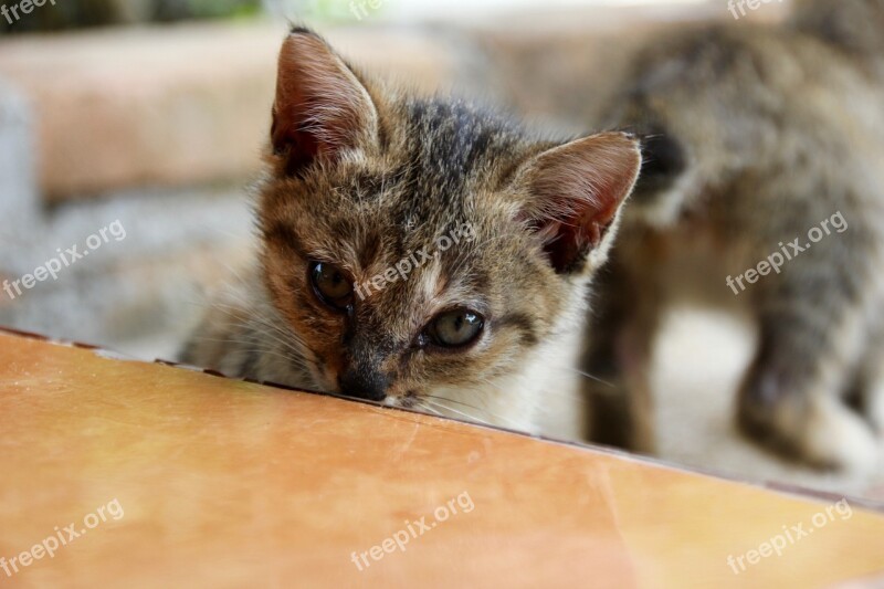 Cat Kitten Cat Baby Cute Pet