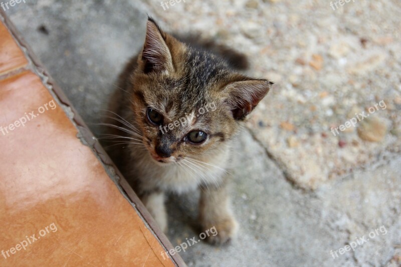 Cat Kitten Cat Baby Cute Pet