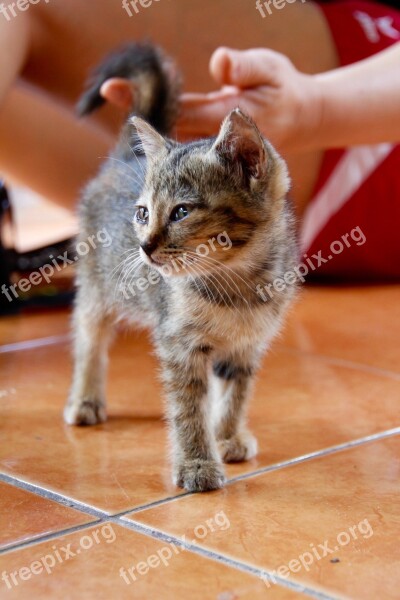 Cat Kitten Cat Baby Cute Pet