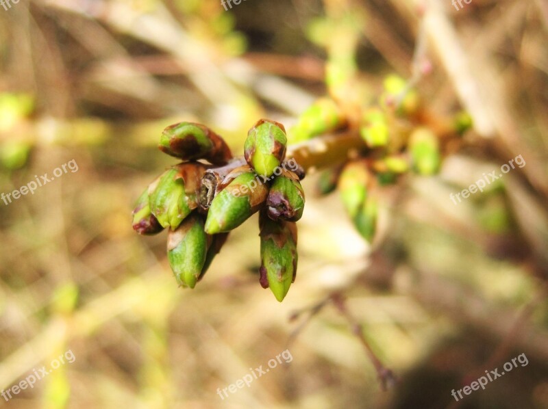 Forsythia Buds Spring Early Bloomer Plant Close Up