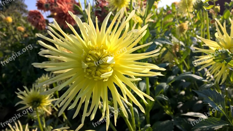 Flower Blossom Bloom Nature Yellow Flower