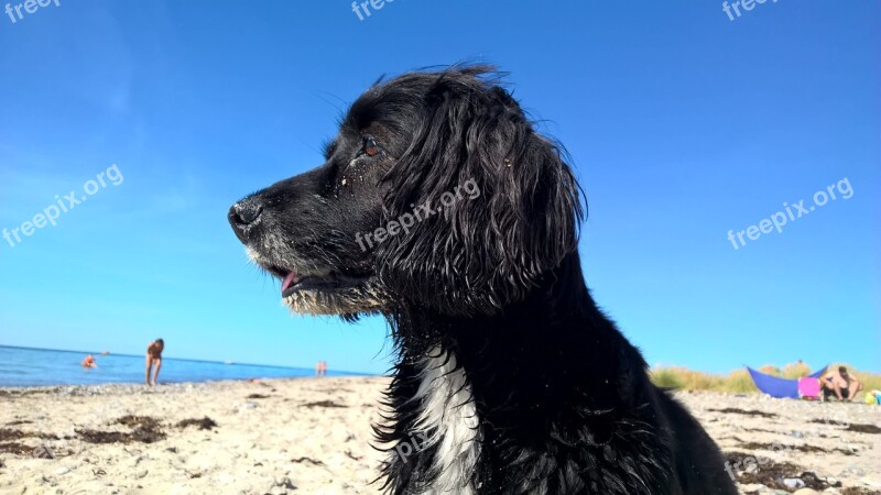 Dog Dog On Beach Blue Sky Beach Most Beach