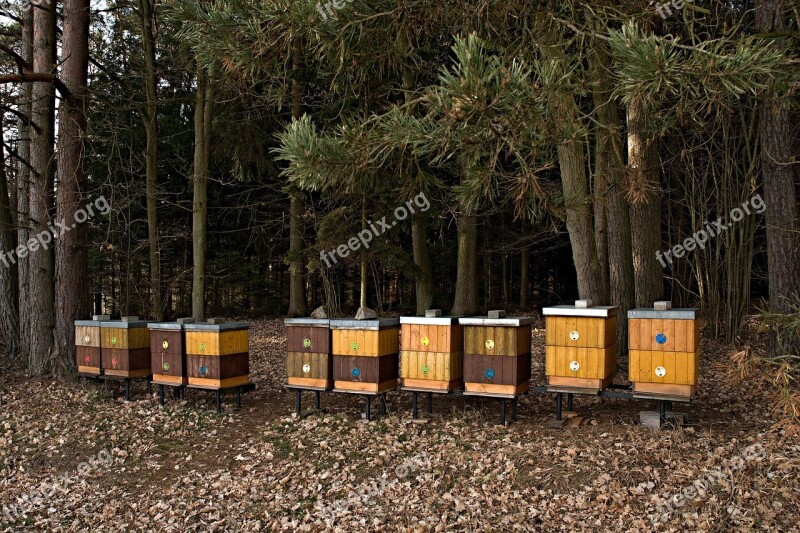 Apiary Forest Breeding Of Honey Bees Trees The Edge Of The Forest