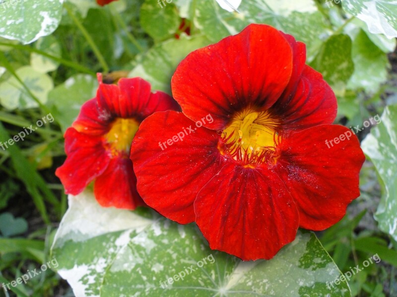 Nasturtium Flowers Red Variegated Leaves