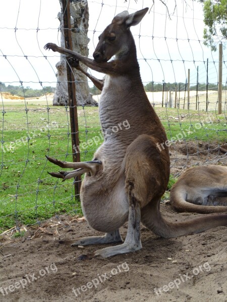 Kangaroo Joey Australia Outback Pouch