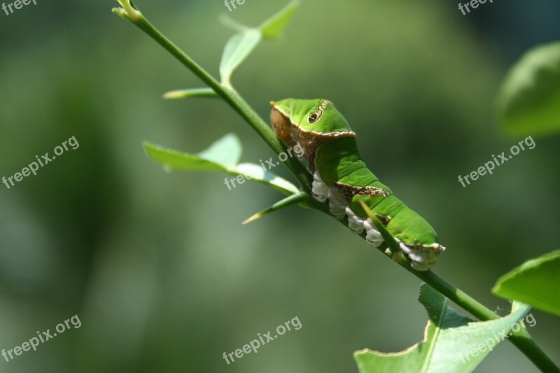 Butterfly Larva Lepidoptera Transformation Metamorphosis