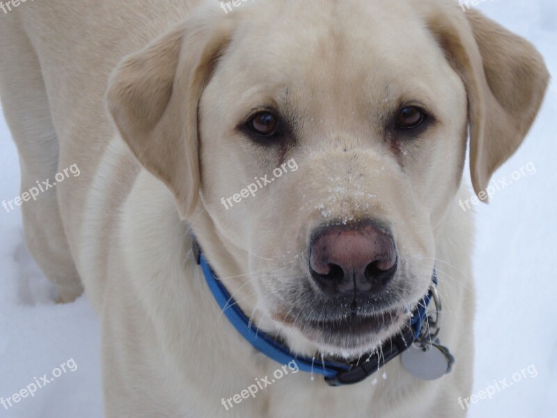 Labrador Yellow Dog Winter Happy Dog