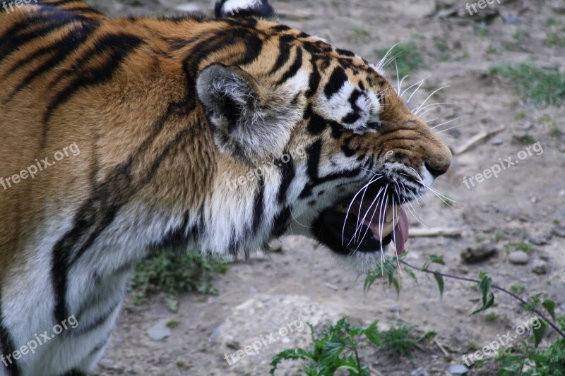 Tiger Animals Predator Big Cat Zoo