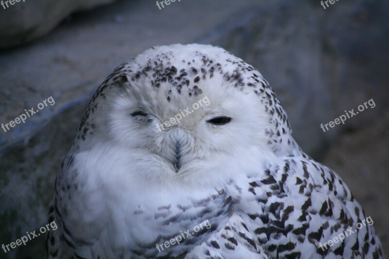 Bird Owl Close Up Animals Zoo