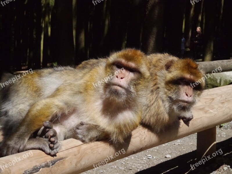 Monkey Mountain Monkey Sun Lazy Fur