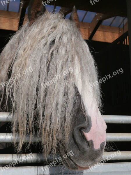 Horse Hairstyle Overview Blond Hair