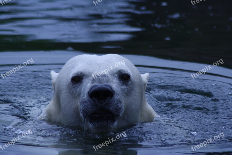 Polar Bear Bear Water Zoo Animal