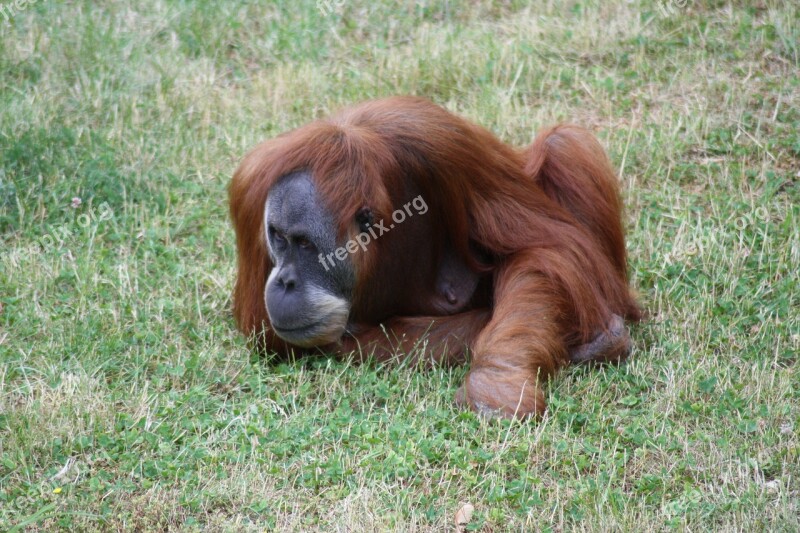 Monkey Zoo Animal Primate Free Photos