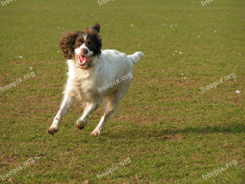 Dog Running Dog Running Grass Happy