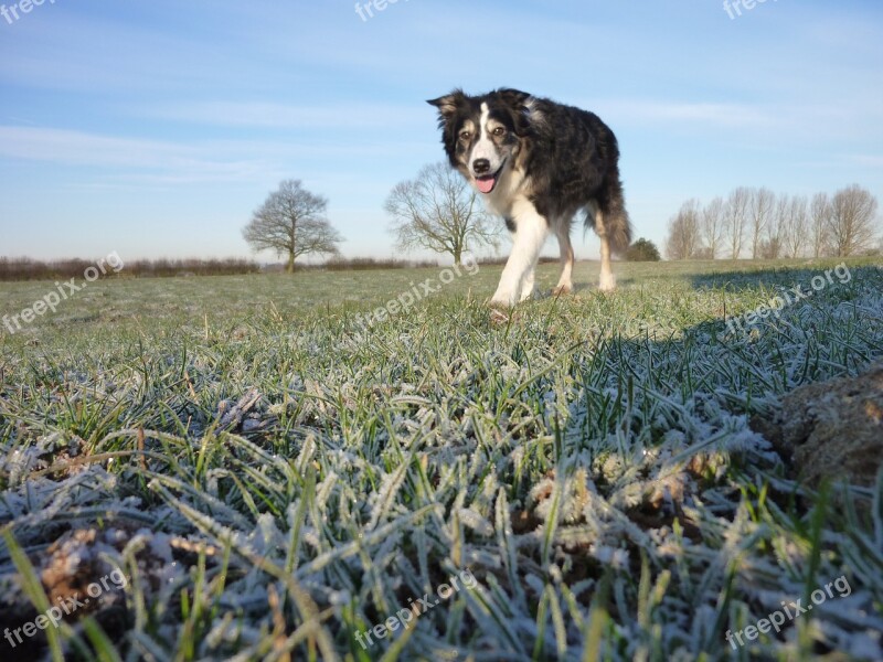 Dog Collie F Canine Border