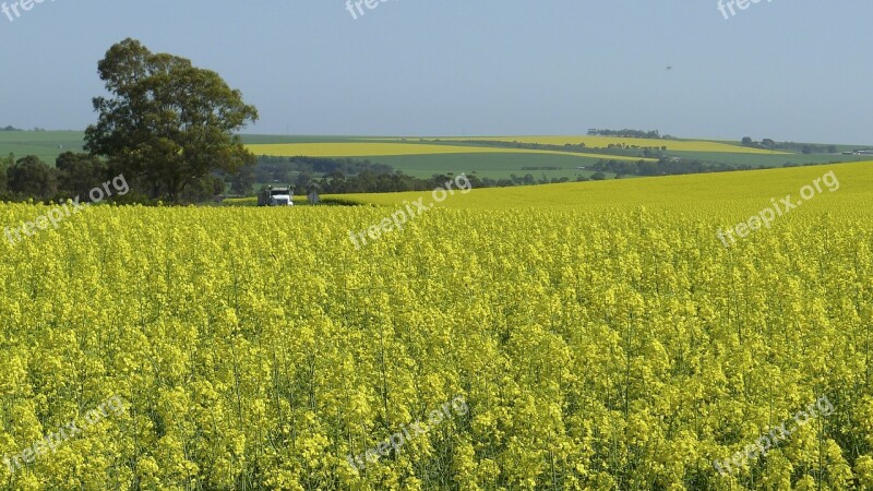 Farm Nature Flower Yellow Rural