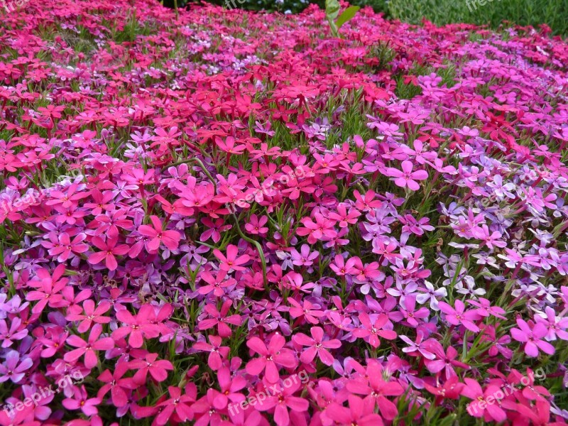 Flower Carpet Pink Carpet Of Flowers Purple Garden