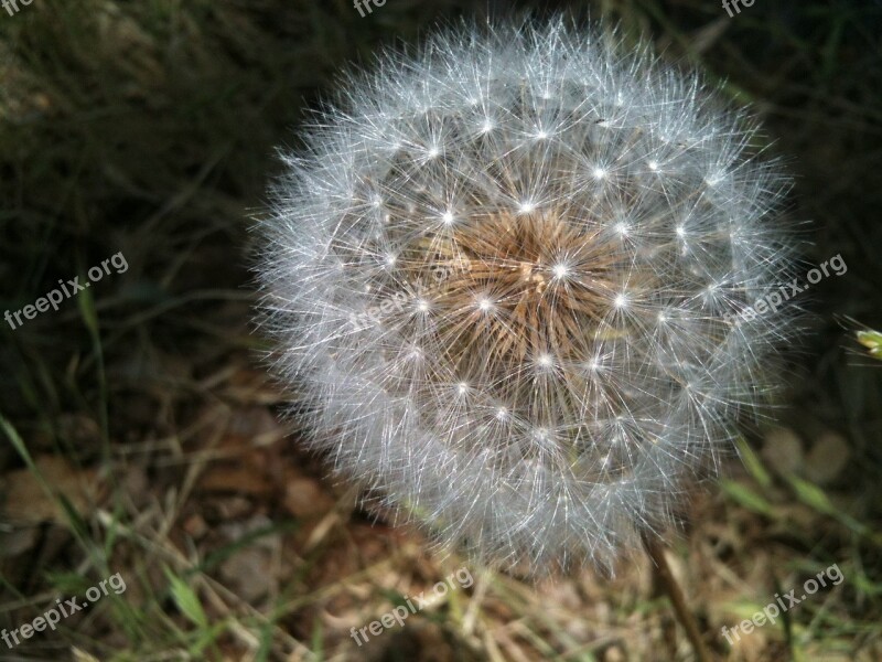 Dandelion Seedpod Intact Free Photos