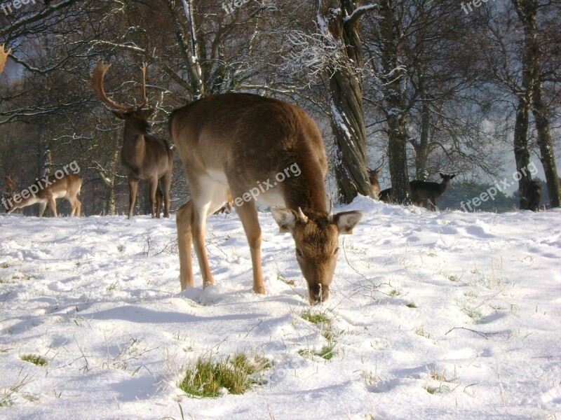 Deer Snow Feeding Free Photos