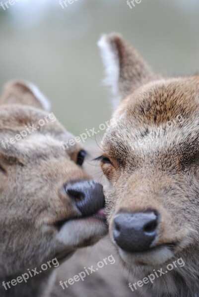 Deer Affection Tlc Free Photos