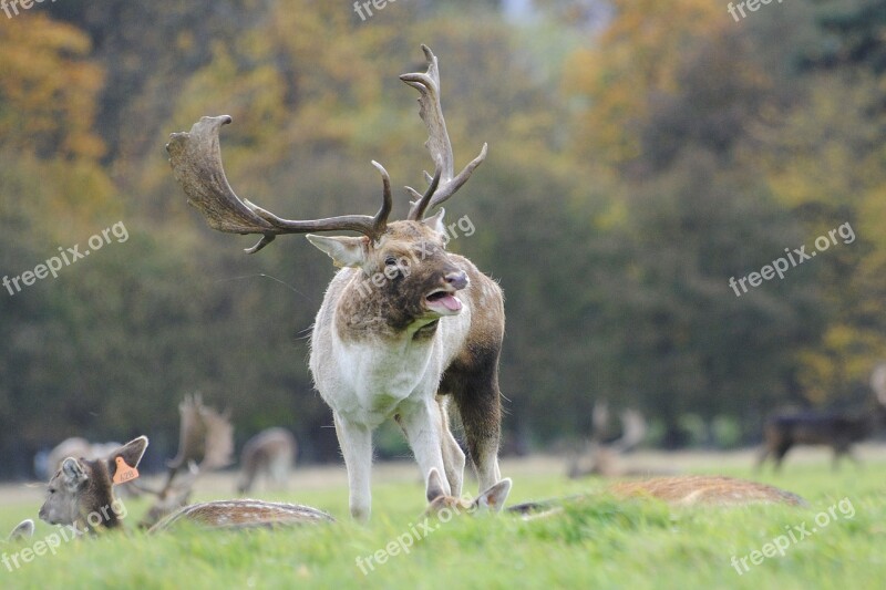 Deer Harem Rut Free Photos