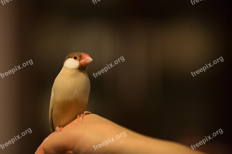 Bird Japan Animal Small Animals Free Photos