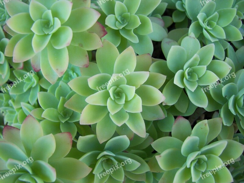 Aeonium Rosette Plant Leaves Blue-green Plant