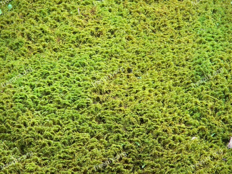 Moss Structure Yellow Green Plant Free Photos