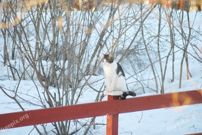 Cat Fence Winter Snow Fur