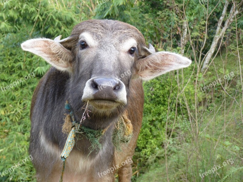 Cow Nepal Happy Content Connection