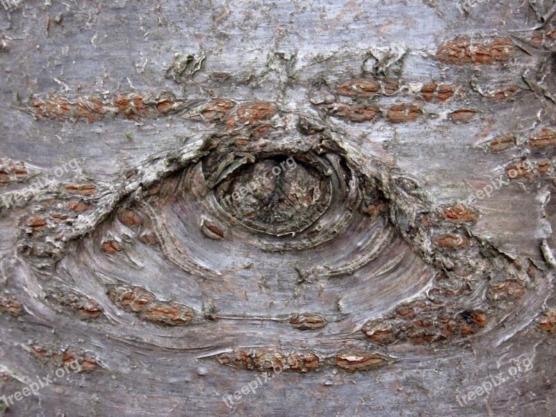 Knothole Bark Cherry Tree Eye Tree