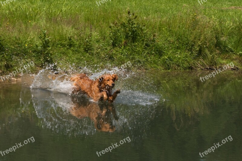 Hunting Dog Dog Water Inject Pet