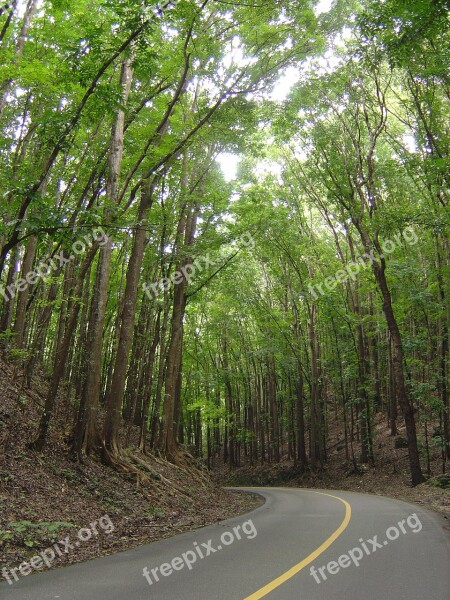 Man-made Forest Bohol Philippines Man-made Forest