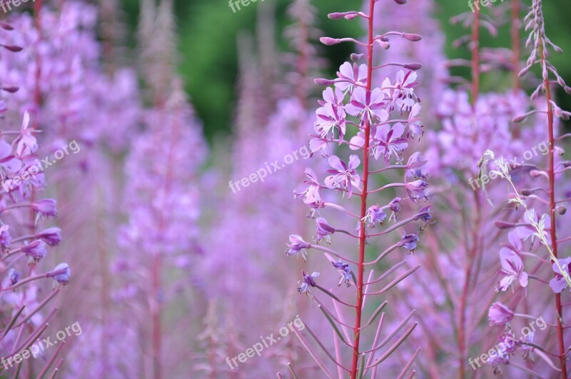 Purple Flowers Violet Fleurs Des Champs Nature Flowers