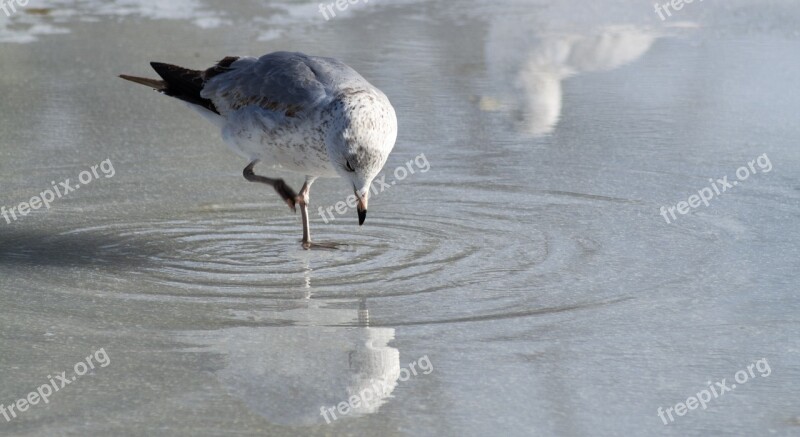 Seagull Eating Ice Reflection Closeup