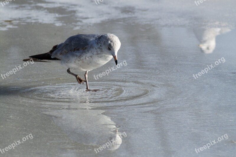 Seagull Eating Ice Reflection Closeup