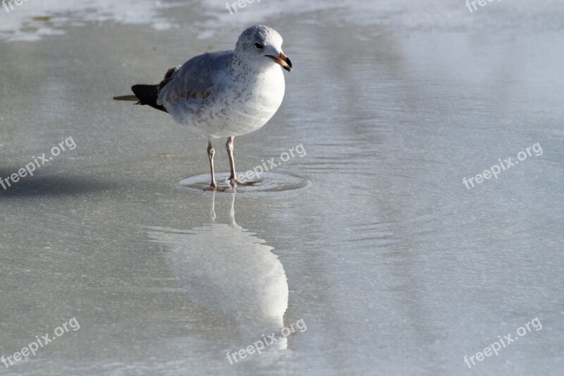 Seagull Eating Ice Reflection Closeup