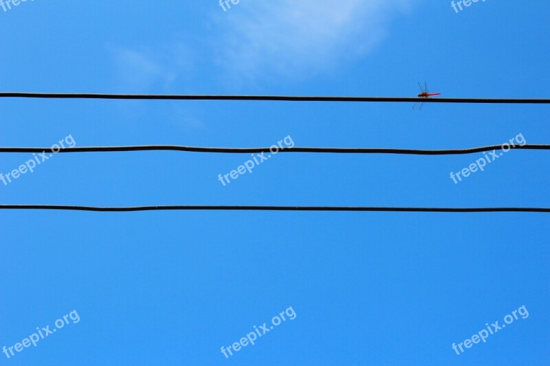 Dragonfly Power Line Electricity Line Current