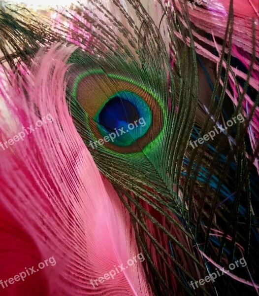 Peacock Feather Nature Bird Pink