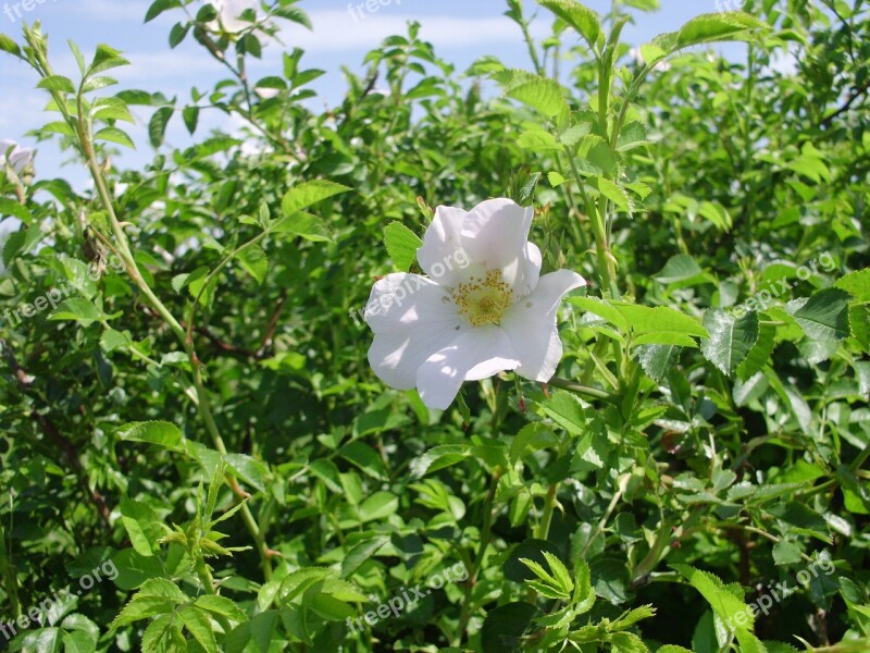 Dog Rose Plant White Petals Flower Free Photos