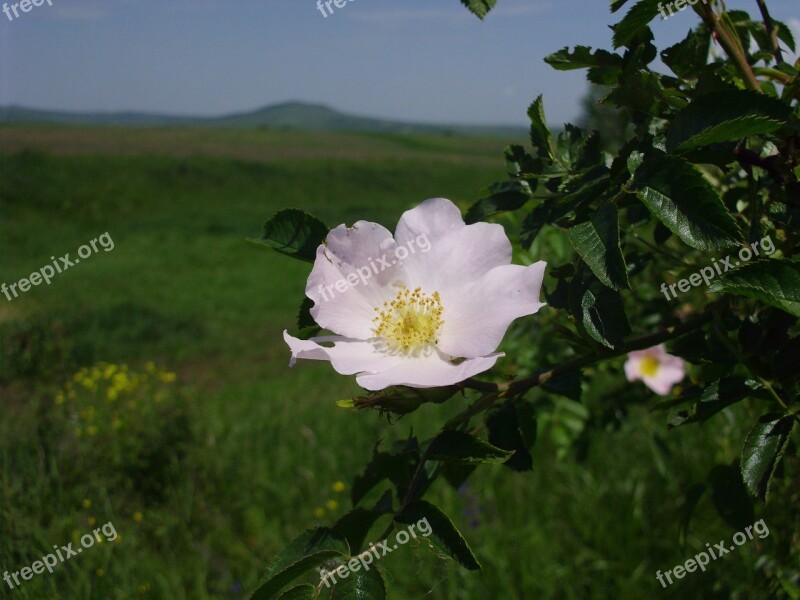 Dog Rose Flower Petals Free Photos