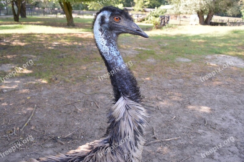 Ostrich Nature Animal Bird Outdoors