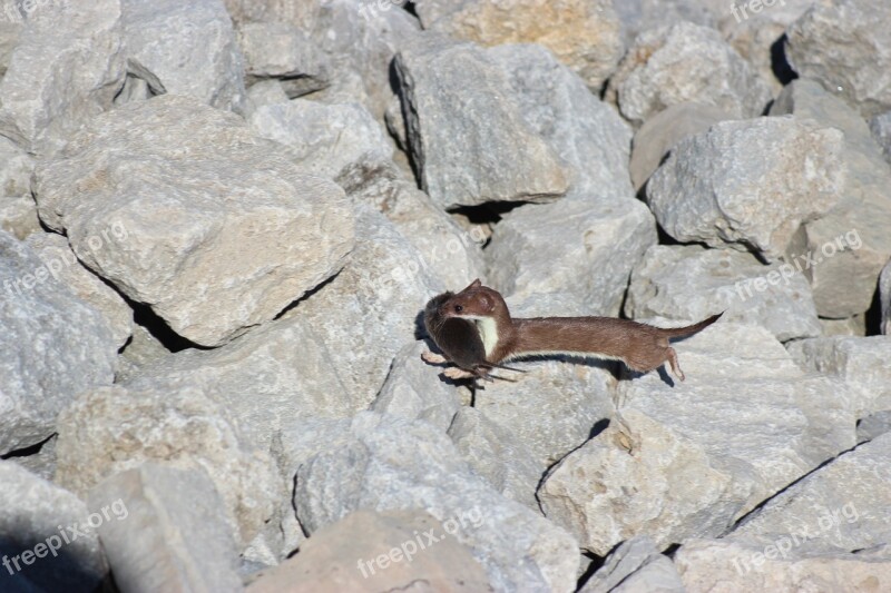 Ontario Weasel Wild Mammal Mustelidae Rocks