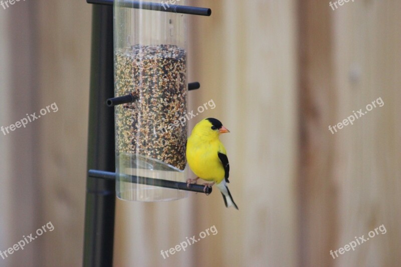 American Goldfinch Spinus Tristis Eastern Goldfinch North American Bird Finch Family