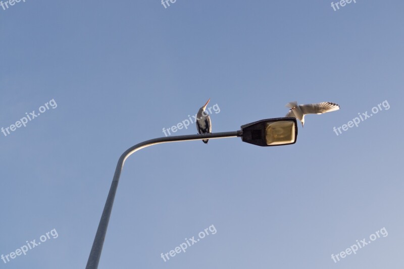 Heron Lamp Post Seagull Blue Sky Light