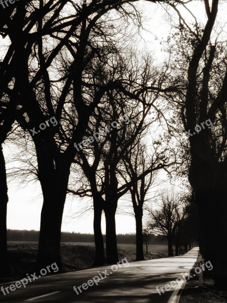 Road Tree Lined Avenue Trees Mood Winter